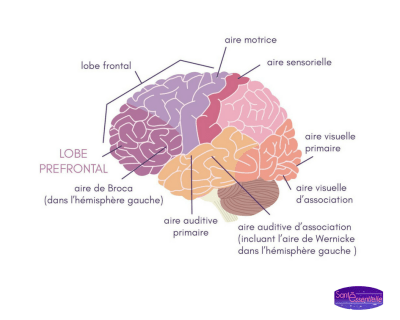 sante-essentielle-memoire-cerveau
