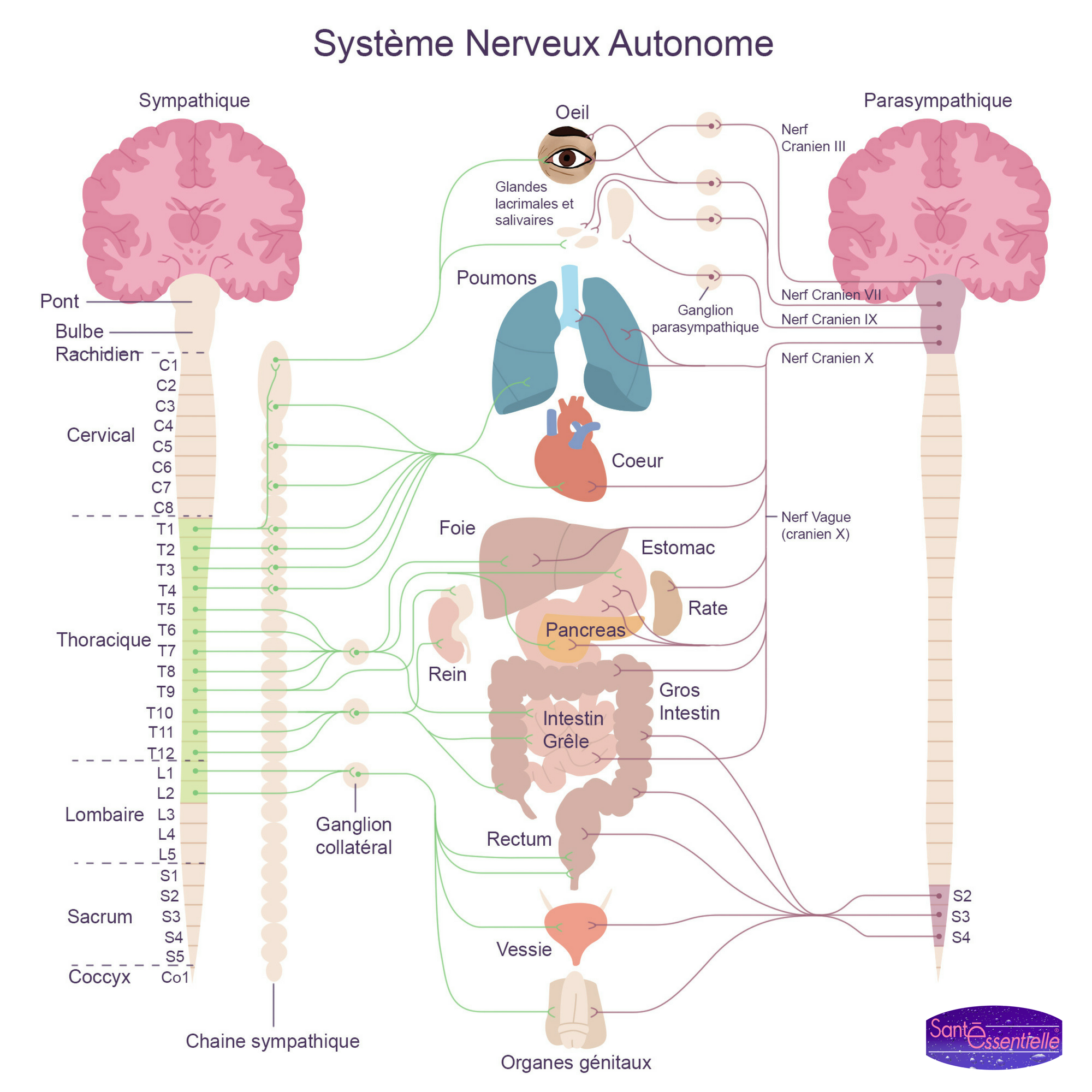 sante-essentielle-systeme-nerveux-autonome-gestion-du-stress